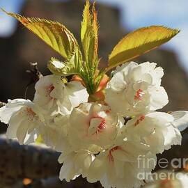 Apple Blossoms In Dalkey, Ireland by Poet's Eye