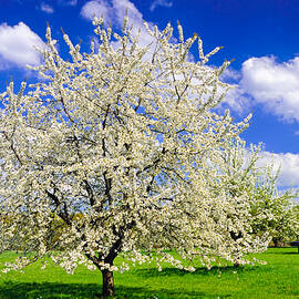 Apple tree in full bloom in spring in Germany by Matthias Hauser