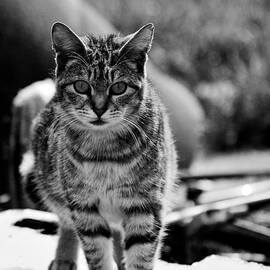 Approaching  by Chriss Pagani