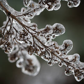 April Ice Storm 8 by Jakub Sisak
