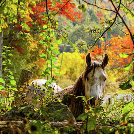 Are you my friend? by Jeff Folger