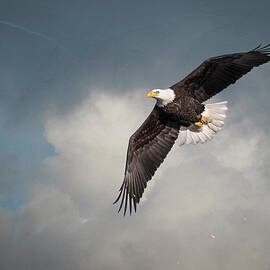 Artistic American Bald Eagle 2017-1 by Thomas Young