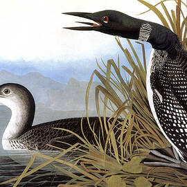 LOON, 1827 by John James Audubon - GRANGER Historical Picture Archive