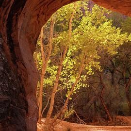 Autumn Arch by Dustin LeFevre