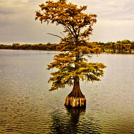 Autumn Cypress by Scott Pellegrin