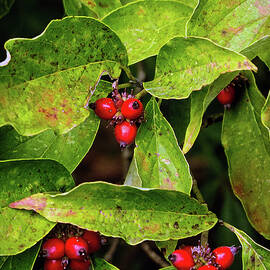 Autumn Dogwood Berries