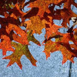 Autumn Leaves 20 by Jean Bernard Roussilhe