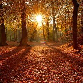 Autumn Magic by Roeselien Raimond