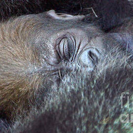 Baby Lowland Gorilla - 3 1/2 weeks old by Gary Gingrich Galleries