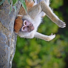 Baby Patas Laying on His Back  by Jim Fitzpatrick