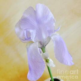 Baby Purple Iris I by Marsha Heiken