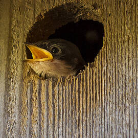 Baby Swallows first impression by Jean Noren