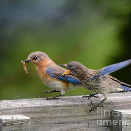 Bluebird Baby Talk by Nava Thompson