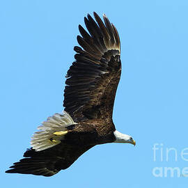 Bald Eagle Series III by Deborah Benoit