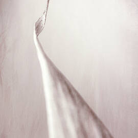 Bamboo Leaf by Robert FERD Frank