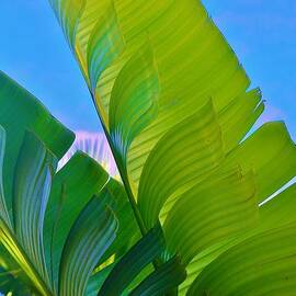 Banana Palm by John Clark