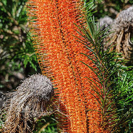 Banksia NSW10 by Werner Padarin