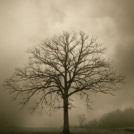 Bare Tree And Clouds  by David Gordon