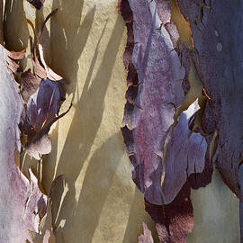Bark Texture by Kelley King