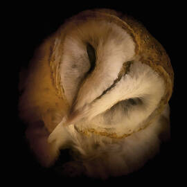 Barn Owl Preening by Ernest Echols