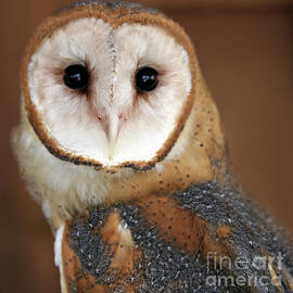 Barn Owl by Steve Gass