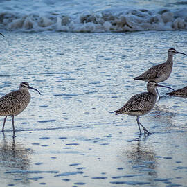 Beach Birds by Bill Posner