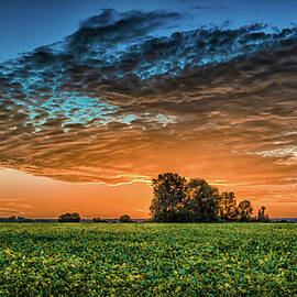 Beanfield by James Barber