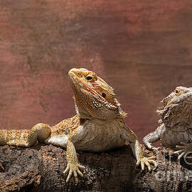 Bearded Dragons by Les Palenik