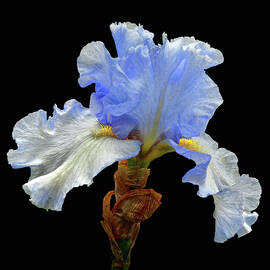 Bearded Iris by Floyd Hopper