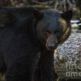 Beautiful Black Bear by Mitch Shindelbower