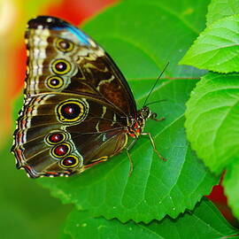 Beautiful butterfly by Jeff Swan