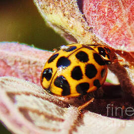 Beautiful Ladybug. by Trudee Hunter