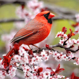 Beautiful Northern Cardinal by Trina Ansel