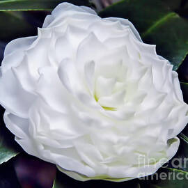 Beautiful - White - Camellia