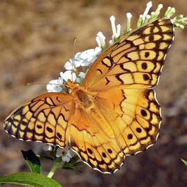 Beautiful Great Spangled Fritillary by Cindy Treger