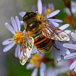 Bee Harvests Pollen 003 by George Bostian