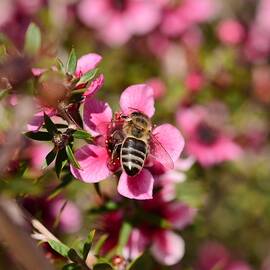 Bee on New Zealand Tea Plant 2 by Linda Brody