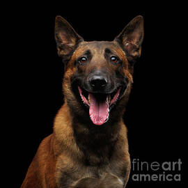 Belgian Shepherd Dog malinois by Sergei Taran