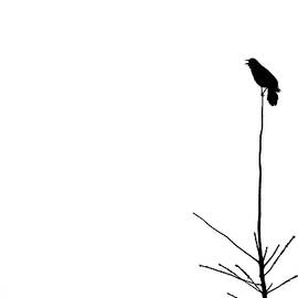 Bird on a Stick by Penny Meyers