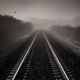 Bird through the foggy railway by Guido Montanes Castillo
