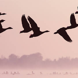 Birds on a Mission by Roeselien Raimond