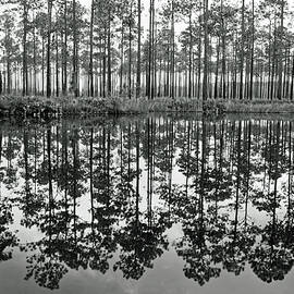 Black and White Reflections by Sally Weigand