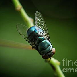 Blue Bottle Fly by Michelle Meenawong