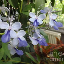 Blue Butterfly Bush Flower by Lingfai Leung