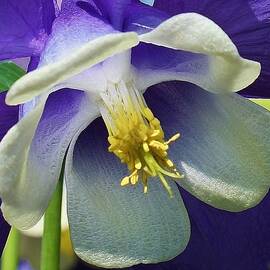 Blue Columbine Up Close 1 by Bruce Bley