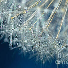 Blue Dandelion Dew by Kaye Menner by Kaye Menner