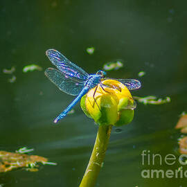 Blue Dragonfly on Yellow Bud by Stephen Whalen