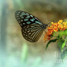 Blue Glassy Tiger Butterfly by Michelle Meenawong