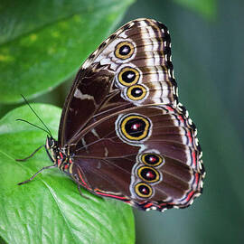 Blue Morpho Butterfly Resting by Sharon McConnell