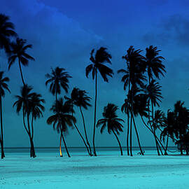 Blue Palms by Sean Davey